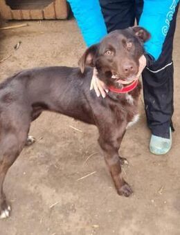 Aktive, freundliche Malu sucht Familie - Leonberg (Baden-Württemberg)