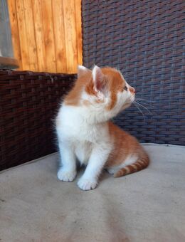 Kätzchen, Kitten, Katzenbaby - Iphofen