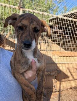 Ruby - Lorsch (Karolingerstadt)