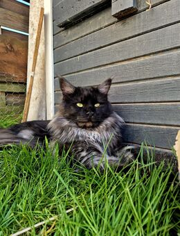 Maine Coon Kater 2 Jahre, nicht kastriert - Hiltenfingen