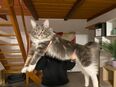 Maine Coon Deckkater in 08297