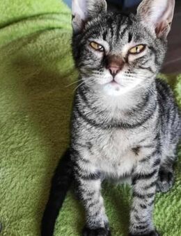 Kleiner Bandit sucht sein Zuhause - Margetshöchheim