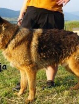 Muftija Schau ihm in die Augen ... - Kissing