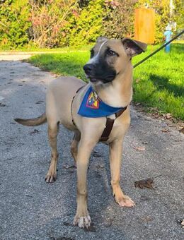 Porto wartet auf das große Glück - Obertshausen