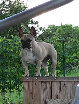 Liebe Bully Dame sucht eine liebe Familie - Spornitz