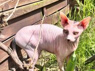 Sphynx Katze | Nacktkatze | Einzelhaltung - Schwerin