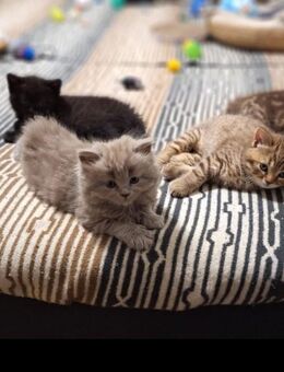 Bkh kitten reinrassige - Siegen (Universitätsstadt)