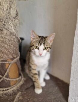 Lennard wollte ins Restaurant einziehen - Augsburg