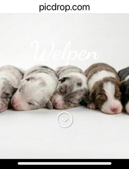 Traumhafte Australian Shepherd Welpen suchen Ihre Familien - Nienburg (Weser)