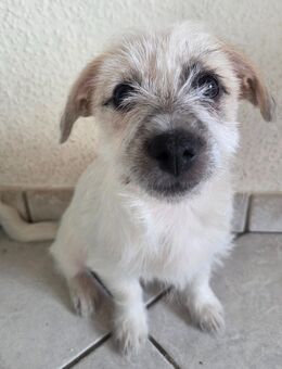 Malteser-Dackel Welpe - Recklinghausen