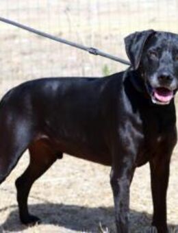 Amadeo ist ein guter Junge - Brunstorf