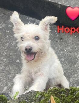 Hope - Altersruhesitz gesucht - Höchst (Odenwald)