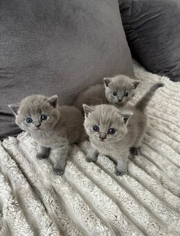 Britisch kurz Haar kitten - Stuttgart