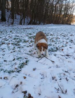 Ein Rüden sucht/Border Collie / Golden Retriever Mix - Weikersheim