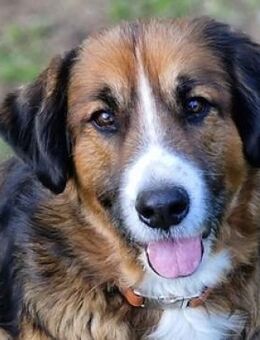 MISCHKA sucht Familie - Gefrees