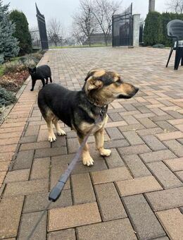 Mea sucht ein schönes Zuhause - Blankenheim (Nordrhein-Westfalen)