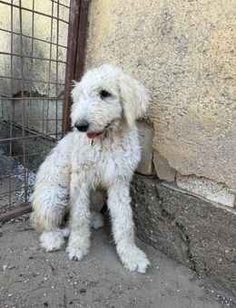 Becci - Hundedame sucht Zuhause - Köln