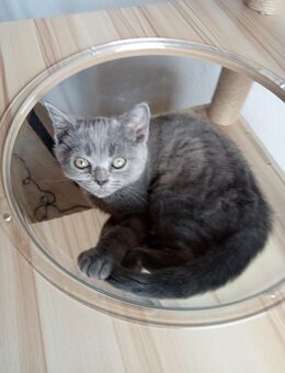 Bkh Kitten - Waldbrunn (Baden-Württemberg)