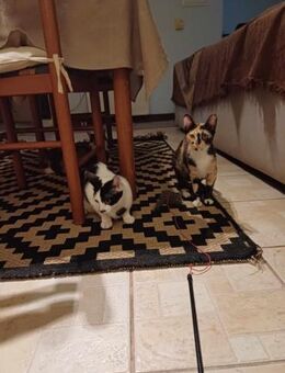 Foxy&Lizzy aus dem Tierschutz Kreta - Grevenbroich