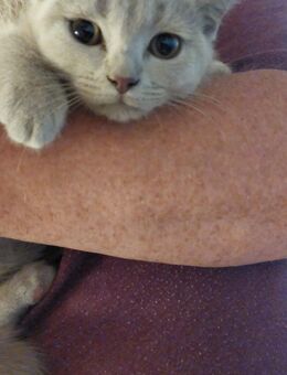 BKH Kitten ab sofort abzugeben - Schwerin