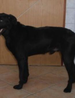 Smoky Mischling Rüde sucht Zuhause - Margetshöchheim