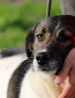 Callia - sehr verschmust u. liebenswert - Lohra