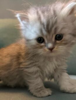 Wunderschöne, flauschige, britisch Langhaar kitten - Köln
