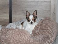 Chihuahua Bub Fiete sucht sein Traum Zuhause - Werne