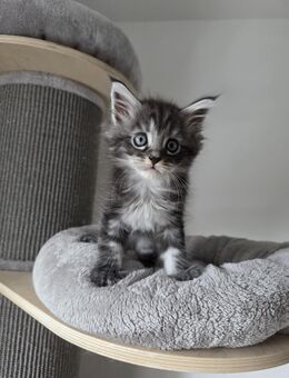 Maine coon Kitten Kater - Daun