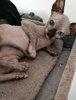 Canadian sphynx Weiblich - Bielefeld