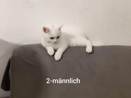 Kleine BKH Katzen für 500 Euro in NRW - Monheim (Rhein)