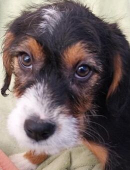 Kleine Pfoten suchen großes Glück - Berlin