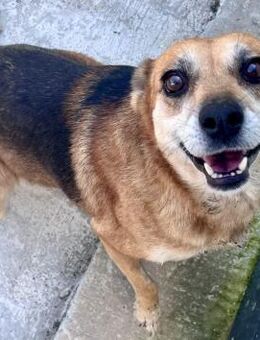 BELLINI - sanftmütig und loyal - Weilheim (Oberbayern)