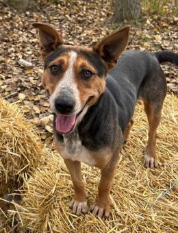 NOVA - mehr Familienhund geht nicht ! - Schlitz