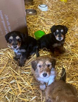 Schottischer Collie/pudel mix Welpen - Pluwig