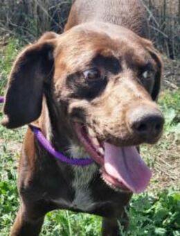 Csoki möchte entdeckt werden - Nordwalde