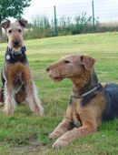 Hundepension im südlichen Münsterland in 48249