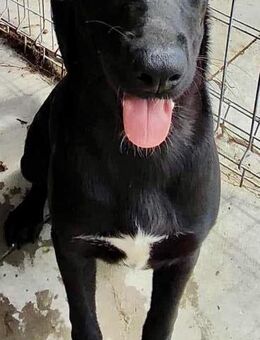 SUMI - schwarze Schönheit - Weilheim (Oberbayern)