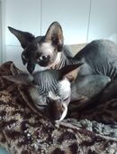 meine nackissss Mädchen in 35745