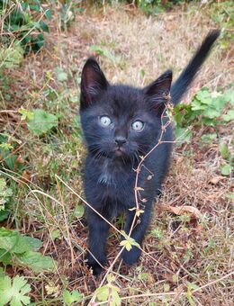 Süße schwarze Katerchen suchen neues Abenteuer - Niederzimmern