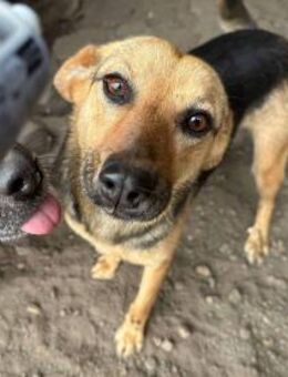 Bella ist ein Herzenshund 🐾 - Elsdorf (Nordrhein-Westfalen)