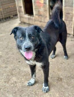 KHALESI ~ absoluter Traumhund - Duisburg