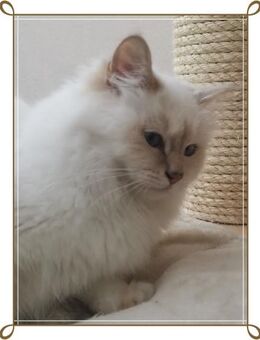 Heilige Birma Katze Valery in lilac-tabby-point sucht neues Zuhause - Köln