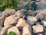 Griechische Landschildkröten zu verkaufen - Hartha