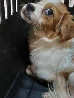 ANA - (liebevoll, spielfreudig) - Köln