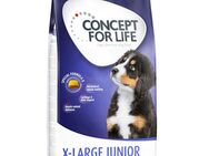 12 kg Concept for Life zum Sonderpreis! - X-Large Junior