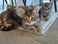 Baby Katzen - Mörlenbach