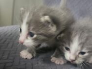 Baby Katzen EKH und Heilige Birma Mix - Ulm