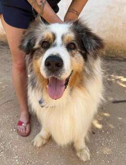 Legolas - Notfall Senior - - Bad Vilbel