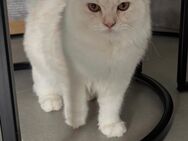 BLH Langhaar Kitten - Neckarsulm